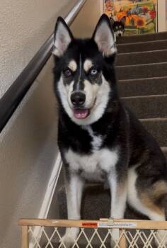 Siberian Husky Dogs Available for Adoption in Menifee, California - Ishiro | PetCurious