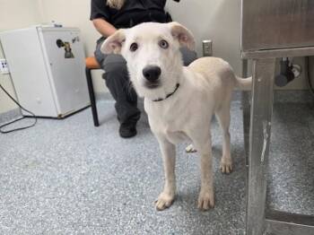 BELLDONNA -  Labrador Retriever and Mixed Breed Dog for Adoption in Rowlett, Texas - BELLDONNA | PetCurious