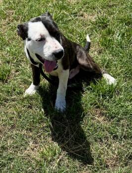 Rescue Bull Terrier Dogs for Adoption in Aquilla, Texas - Phantom | PetCurious