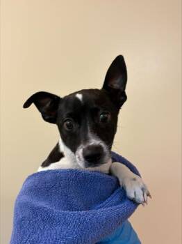 Tee -  Chihuahua and Mixed Breed Dog for Adoption in Honolulu, Hawaii - Tee | PetCurious