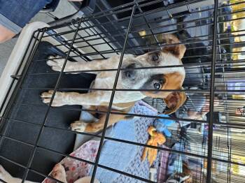 Rescue Australian Cattle Dog Blue Heeler and American Bully Dogs for Adoption in Brooksville, Florida - Morgan Mill Litter | PetCurious