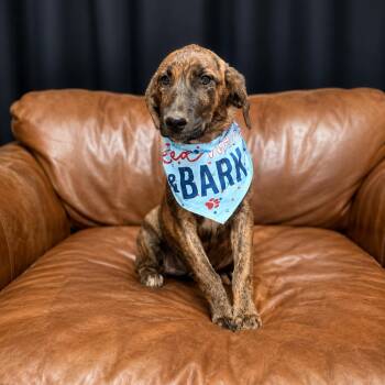 Regina -  Mixed Breed Dog for Adoption in Wheeling, Illinois - Regina | PetCurious