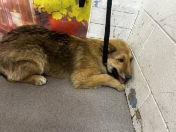 German Shepherd Dog Dogs Available for Adoption in San Bernardino, California - STELLA | PetCurious