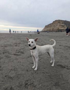 Tulsa -  Shepherd and Husky Dog for Adoption in San Diego, California - Tulsa | PetCurious