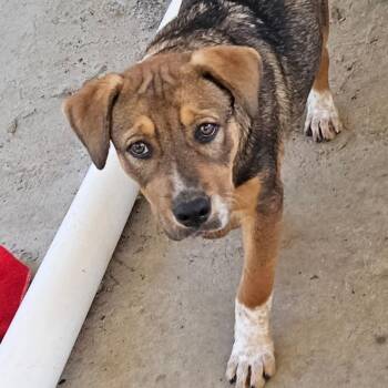 Roseanne Rainbow -  Bavarian Mountain Hound Dog for Adoption in Andover, Massachusetts - Roseanne Rainbow | PetCurious