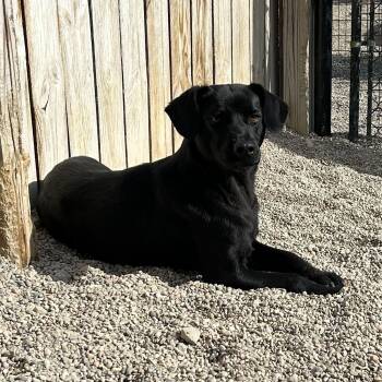Black Labrador Retriever Dogs Available for Adoption - Amanda | PetCurious