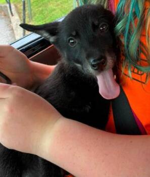 Apollo (10 weeks old) -  Mixed Breed Dog for Adoption in Albany, New York - Apollo (10 Weeks Old) | PetCurious