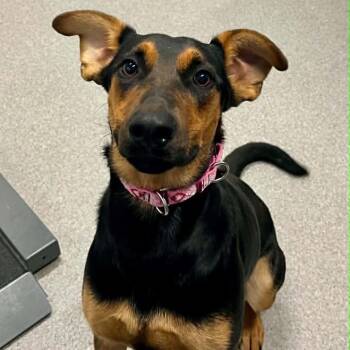 Shiloh -  Mixed Breed Dog for Adoption in Moundsville, West Virginia - Shiloh | PetCurious