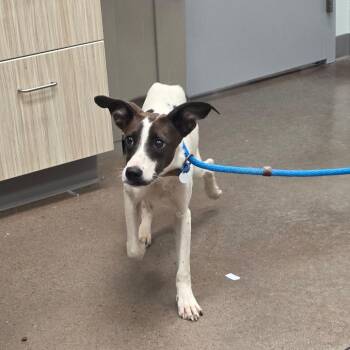 Pump -  Greyhound Dog for Adoption in Chattanooga, Tennessee - Pump | PetCurious