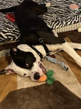 Mr Bombastic -  American Staffordshire Terrier and Mixed Breed Dog for Adoption in Atlanta, Georgia - Mr Bombastic | PetCurious
