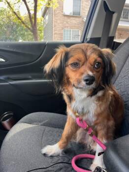 Spaniel and Mixed Breed Dogs Available for Adoption in Denver, Colorado - Chancha | PetCurious