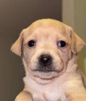 Rescue Chihuahua and Mixed Breed Dogs for Adoption in Los Angeles, California - French Onion | PetCurious