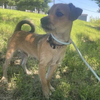 Jip -  Mixed Breed Dog for Adoption in Saint Charles, Missouri - Jip | PetCurious