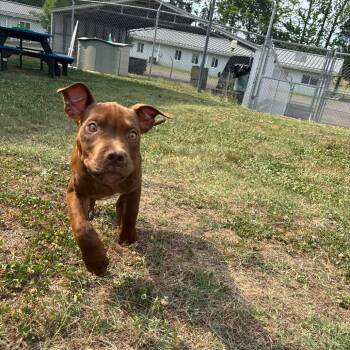 Rome -  Pit Bull Terrier Dog for Adoption in Roxboro, North Carolina - Rome | PetCurious