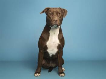 Pit Bull Terrier Dogs Available for Adoption in Phoenix, Arizona - BROWNEE | PetCurious