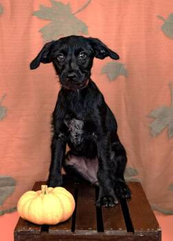 858-26 -  Terrier Dog for Adoption in Brighton, Colorado - 858-26 | PetCurious