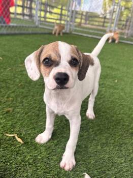 Darcy -  Mixed Breed Dog for Adoption in New York, New York - Darcy | PetCurious