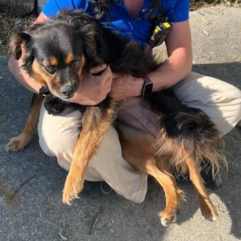 Mixed Breed Dogs Available for Adoption in New York, New York - Lady | PetCurious