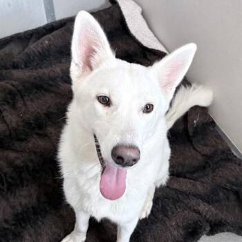 Zena -  Husky Dog for Adoption in Des Moines, Iowa - Zena | PetCurious