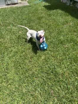 Nerissa -  Pit Bull Terrier and Mixed Breed Dog for Adoption in New Orleans, Louisiana - Nerissa | PetCurious