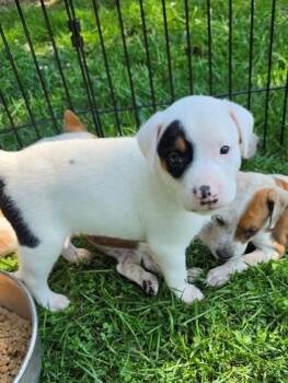 WALLY -  Hound and Mixed Breed Dog for Adoption in Leesburg, Virginia - WALLY | PetCurious