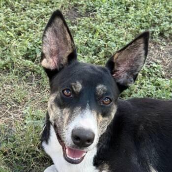 Livia -  Labrador Retriever and Mixed Breed Dog for Adoption in Brenham, Texas - Livia | PetCurious