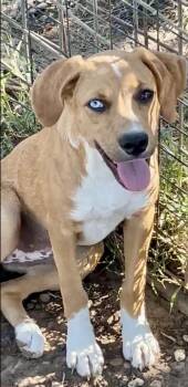 Renee -  Plott Hound and Beagle Dog for Adoption in Okolona, Mississippi - Renee | PetCurious