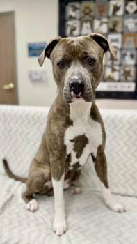 Pit Bull Terrier Dogs Available for Adoption in Grand Rapids, Michigan - Truman | PetCurious