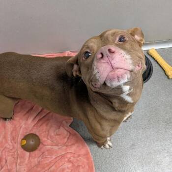 Pit Bull Terrier Dogs Available for Adoption in Des Moines, Iowa - Tootsie | PetCurious