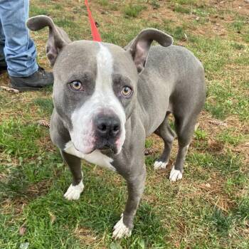 Mixed Breed Dogs Available for Adoption - Avery | PetCurious