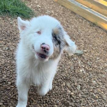 Halo -  Australian Shepherd Dog for Adoption in Duck River, Tennessee - Halo | PetCurious