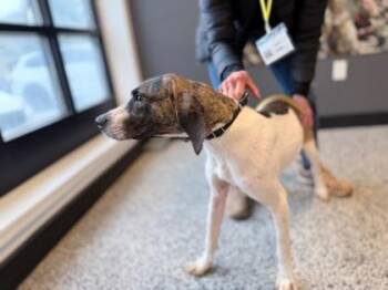 Mixed Breed Dogs Available for Adoption in West Chester, Pennsylvania - Neo | PetCurious