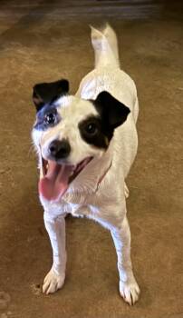 Bud -  Jack Russell Terrier Dog Available for Adoption in Leesburg, Georgia - Bud | PetCurious