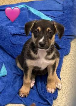 A807298 -  Labrador Retriever Dog for Adoption in San Antonio, Texas - A807298 | PetCurious