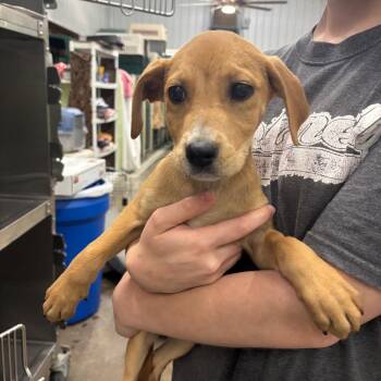 Pancake -  Mixed Breed Dog for Adoption in Corbin, Kentucky - Pancake | PetCurious