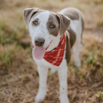 Cowboy -  Pointer and Labrador Retriever Dog for Adoption in Oak Ridge North, Texas - Cowboy | PetCurious