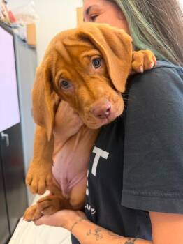 Fergus -  Shepherd and Hound Dog for Adoption in Phoenix, Arizona - Fergus | PetCurious
