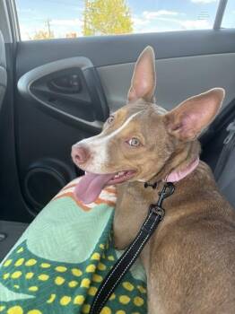 Siberian Husky and Pit Bull Terrier Dogs Available for Adoption - Henrietta | PetCurious