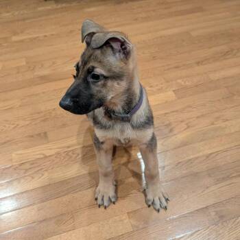 Mixed Breed Dogs Available for Adoption - Delta | PetCurious