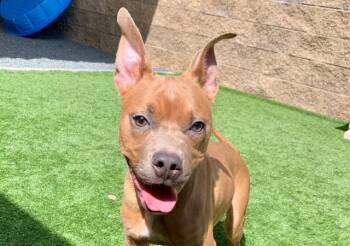 SAVE ME PLEASE Snoops - IDA554061 -  Pit Bull Terrier Dog for Adoption in San Marcos, California - SAVE ME PLEASE Snoops - IDA554061 | PetCurious