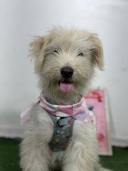 Olaf-One of our Amazing Rescue Dogs -  Wheaten Terrier and Labradoodle Dog for Adoption in Carlsbad, California - Olaf-One Of Our Amazing Rescue Dogs | PetCurious