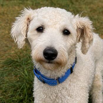 Emory -  Poodle and Mixed Breed Dog for Adoption in Amery, Wisconsin - Emory | PetCurious