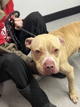 Rescue Mixed Breed Dogs for Adoption in West Chester, Pennsylvania - Roger | PetCurious