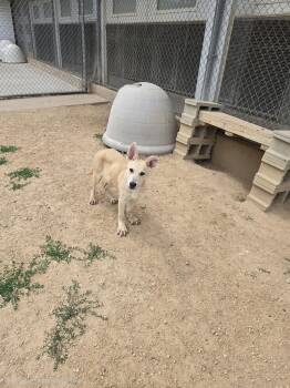Finn -  German Shepherd Dog and Yellow Labrador Retriever Dog for Adoption in Maquoketa, Iowa - Finn | PetCurious