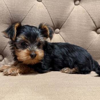 Edie -  Yorkshire Terrier Dog for Adoption in Houston, Texas - Edie | PetCurious