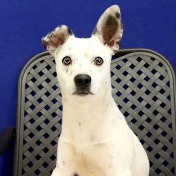 Chihuahua and Australian Cattle Dog Blue Heeler Dogs Available for Adoption in Fort Davis, Texas - Sunny | PetCurious