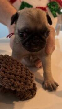 Rescue Pug Dogs for Adoption in Severance, Colorado - Fiona | PetCurious