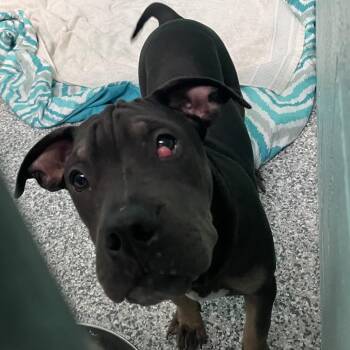 Mixed Breed Dogs Available for Adoption in Port Charlotte, Florida - 0459-D26 | PetCurious