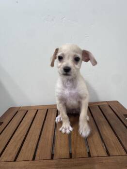 Sable -  Miniature Schnauzer Dog for Adoption in San Diego, California - Sable | PetCurious
