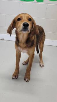 Jelly Bean -  Mixed Breed Dog for Adoption in Metter, Georgia - Jelly Bean | PetCurious